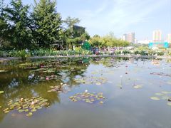 -莲花池公园