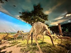 -国家自然博物馆