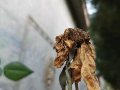 -西安关中民俗艺术博物院