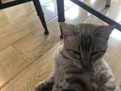 -Cappucimeow猫咪咖啡馆(韦伯时代店)