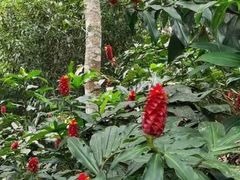-西双版纳原始森林公园