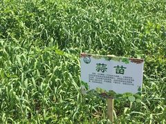 -观澜山水田园
