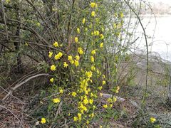 -金鸡湖桃花岛