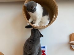 -Catmate·猫肥家润(金润铂宫店)