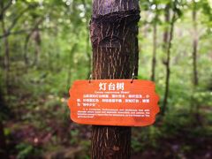 -内乡宝天曼生态旅游区