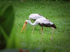 -广州长隆野生动物世界