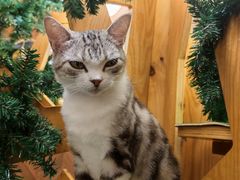 -MOCHA明星猫咖(田子坊店)