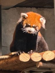 -Zoolung Zoolung动物主题公园(海信广场店)