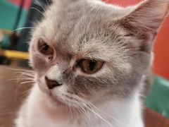-猫色咖啡·猫咖