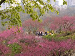 -重庆彩云湖湿地公园