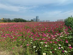 -映月湖中央公园