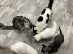 -楼上猫咖(罗湖店)