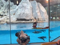 -帝企鹅自助餐厅•儿童岛•真企鹅(长隆企鹅酒店)