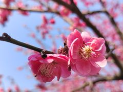 -花开海上生态园