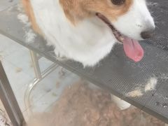 -宠福鑫康馨动物医院·骨科·眼科