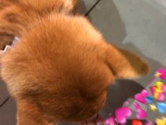 -柴务处·柴犬主题狗咖