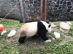 -都江堰中华大熊猫苑