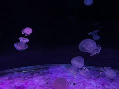 -欢乐海岸海洋奇梦馆