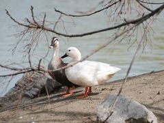 -盐城丹顶鹤湿地生态旅游区