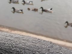 -滴水岩森林公园
