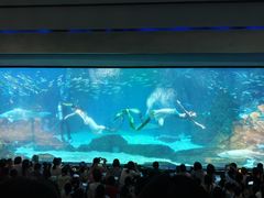 -海合安成都极地海洋公园