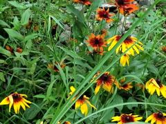 -武清南湖绿博园