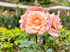 -人民公园(罗湖区)