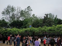 -嘉定紫藤园