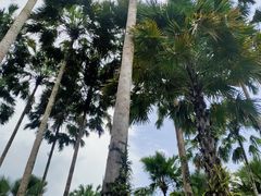 -西双版纳原始森林公园