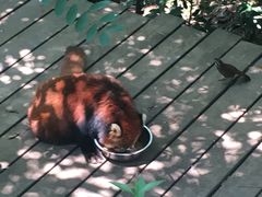 -老码头火锅(骡马市店)