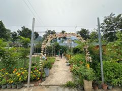 -Sultan pakistan苏单巴基斯坦
