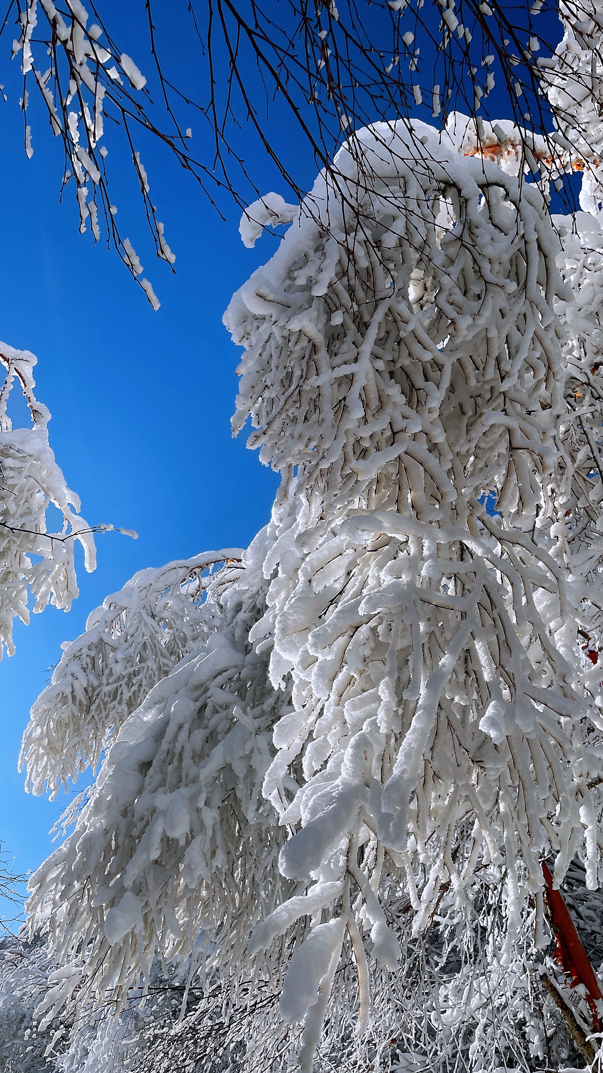 秦岭雪景哪里最美图片