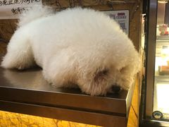 -more than meow吴止猫主题餐厅(承德 中船汇店)