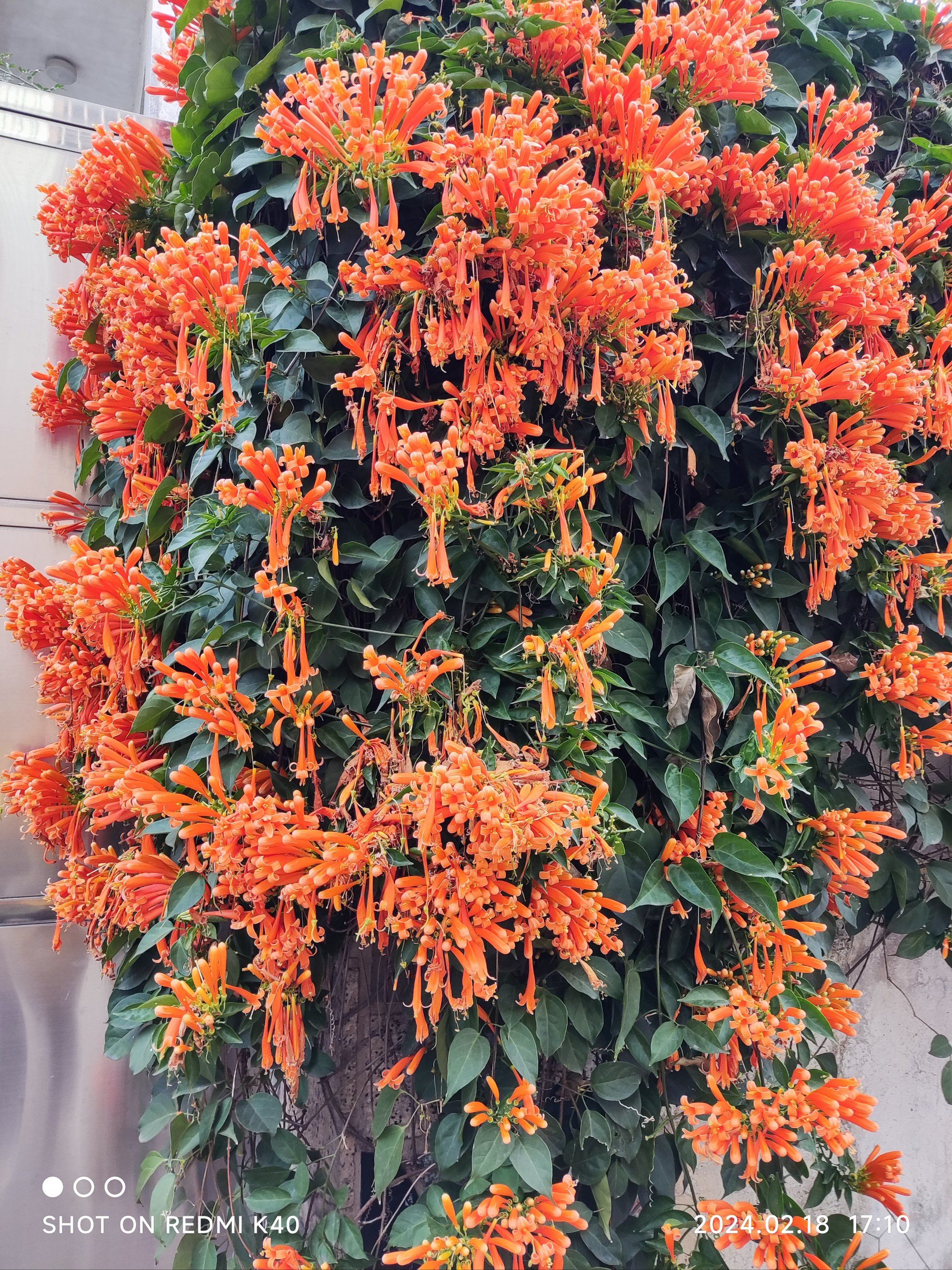 香肠腊肉窝窝头