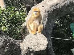 -深圳野生动物园