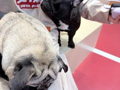 -和它·交个朋友·狗咖猫咖(爱琴海店)