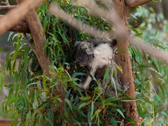 -威勒比开放式动物园