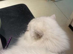 -御宝贝·A梦猫科宠物医院(国际猫友好医院)