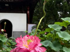 -秋霞圃