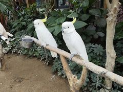 -南宫五洲植物乐园