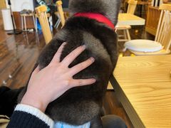 -豆柴町-柴犬主题狗咖(红鼎国际C座店)