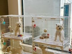 -翊宠yipet猫狗购宠庄园犬舍•猫舍