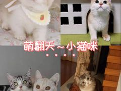 -Bastet sally猫舍购宠(静安店)