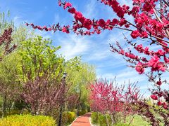 -永定河休闲森林公园