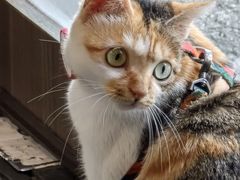 -Again Coffee Roaster(香蜜湖店)