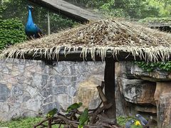 -上海野生动物园