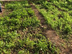 -万源龙顺度假庄园生态观光园