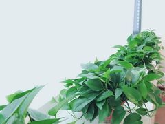 -罗莎蛋糕(魔法师司门口店)