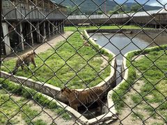 -横道河子东北虎林园