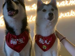 -Husky Go! 哈士奇体验馆·宠物咖啡厅狗咖